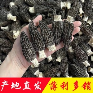 羊肚菌原产地直销批发云南特产精选剪柄干货新鲜烘干当季头茬厚肉
